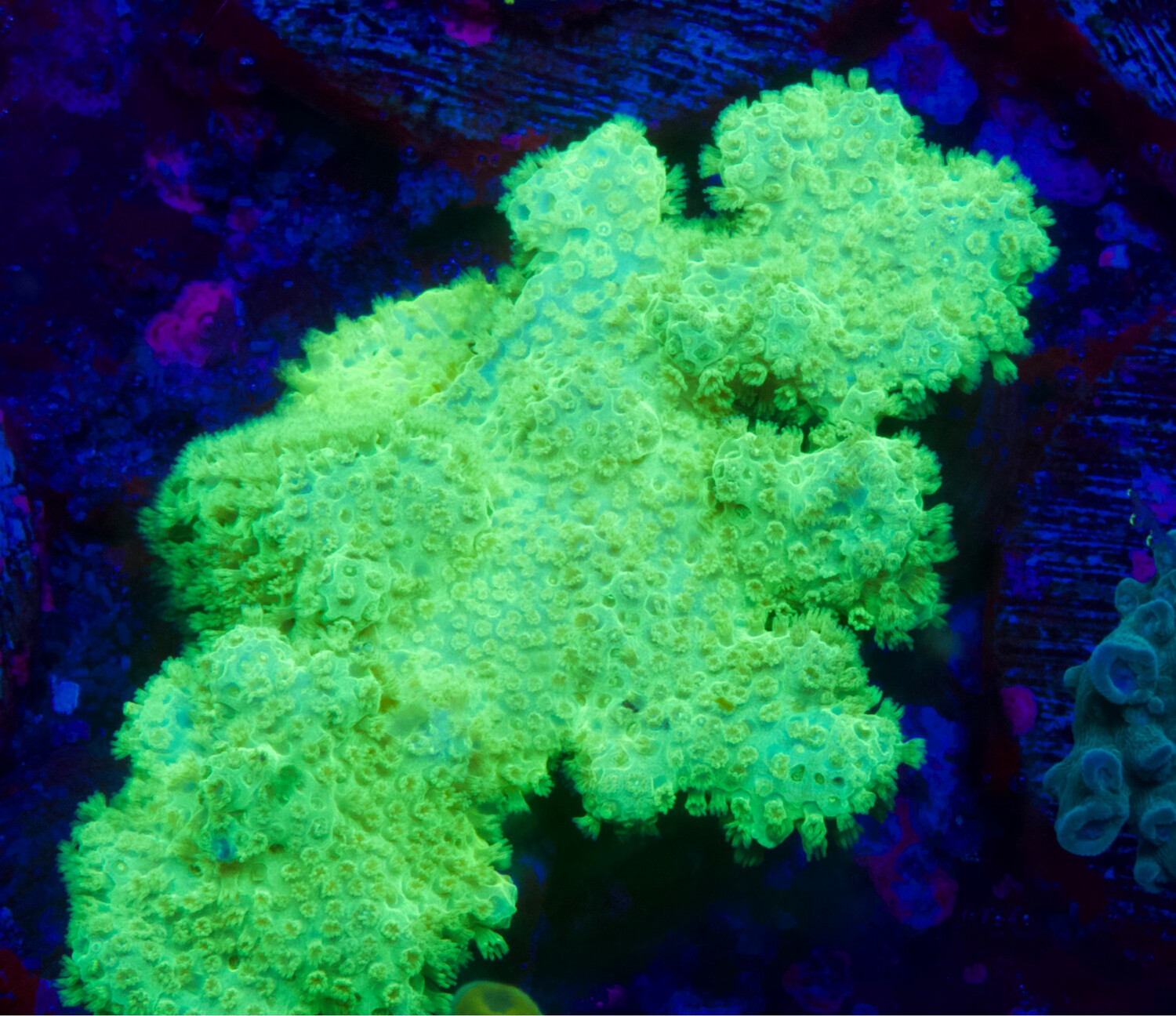 Pocillopora Ultra Green