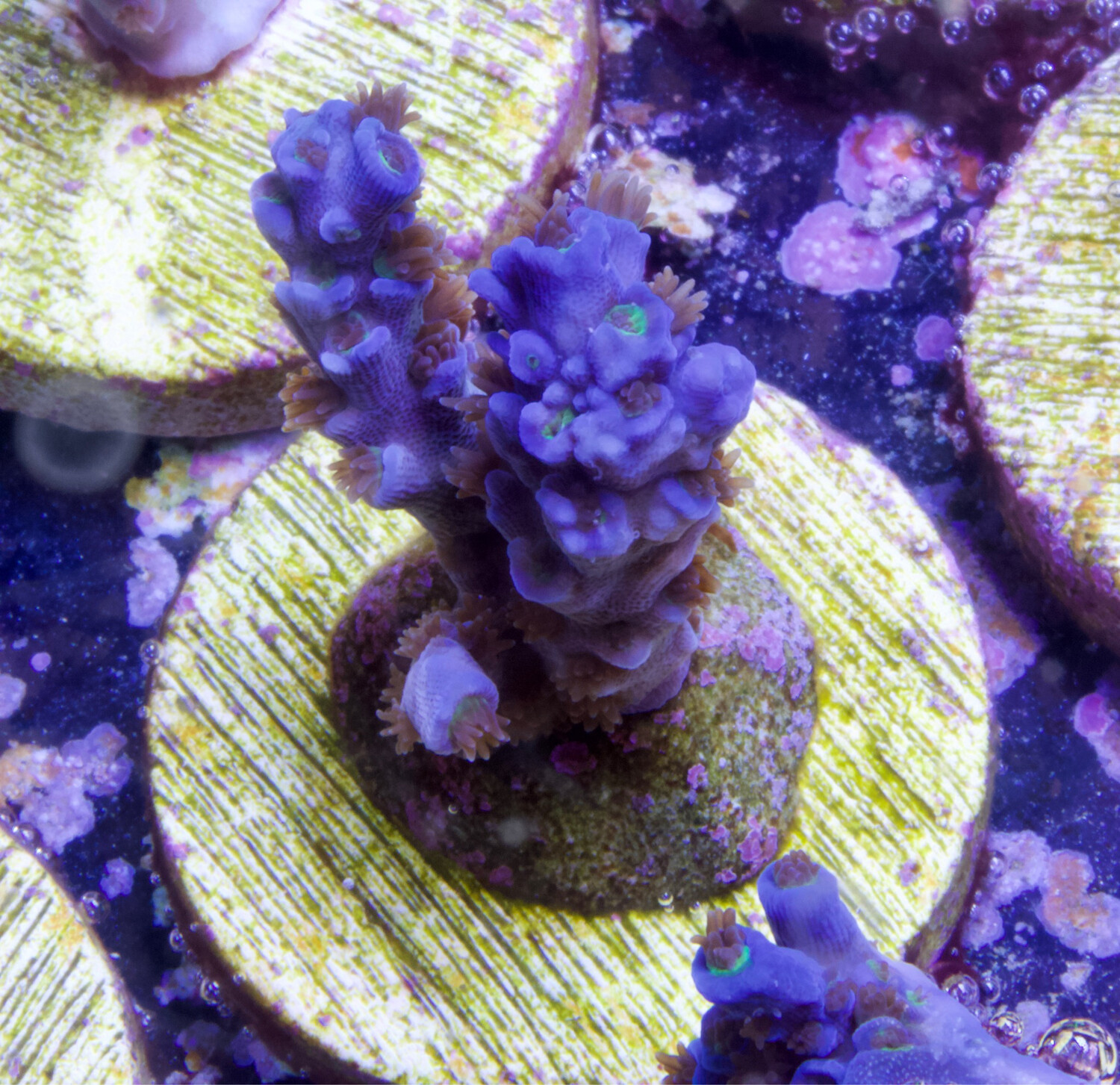 MR Acropora  Angry Bird