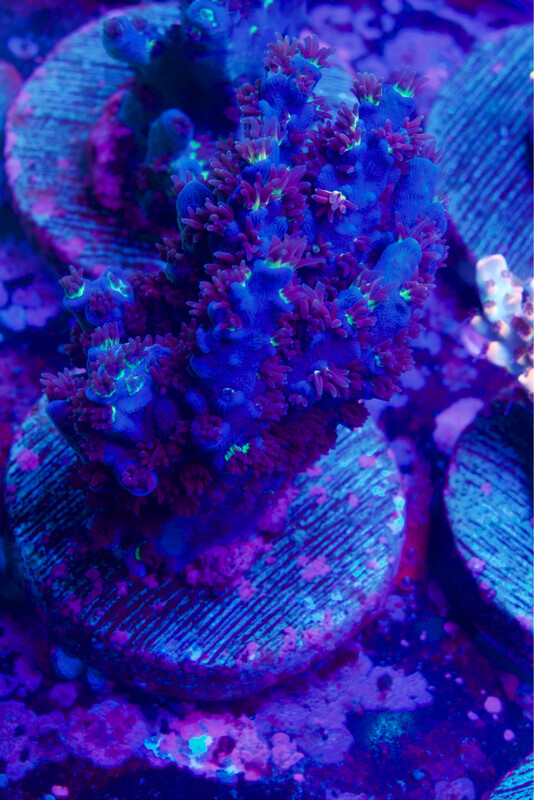 MR Acropora Angry Bird MR Acropora Angry Bird