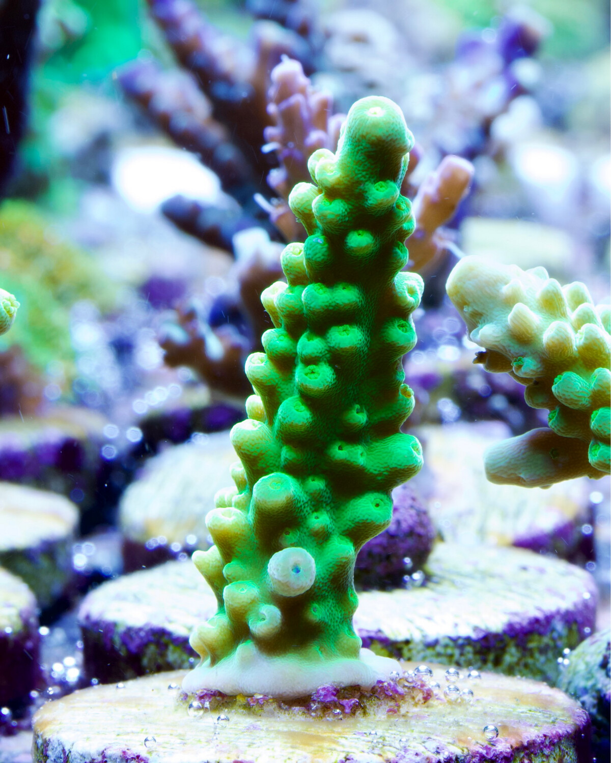 Acropora Radio Activ