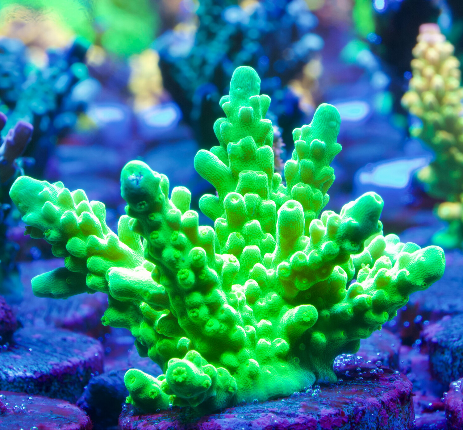 Acropora Radio Activ