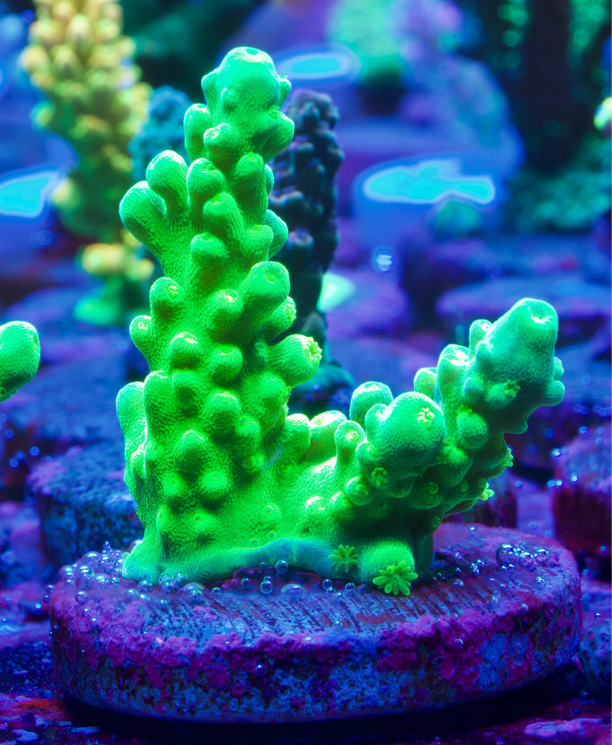 Acropora Radio Activ