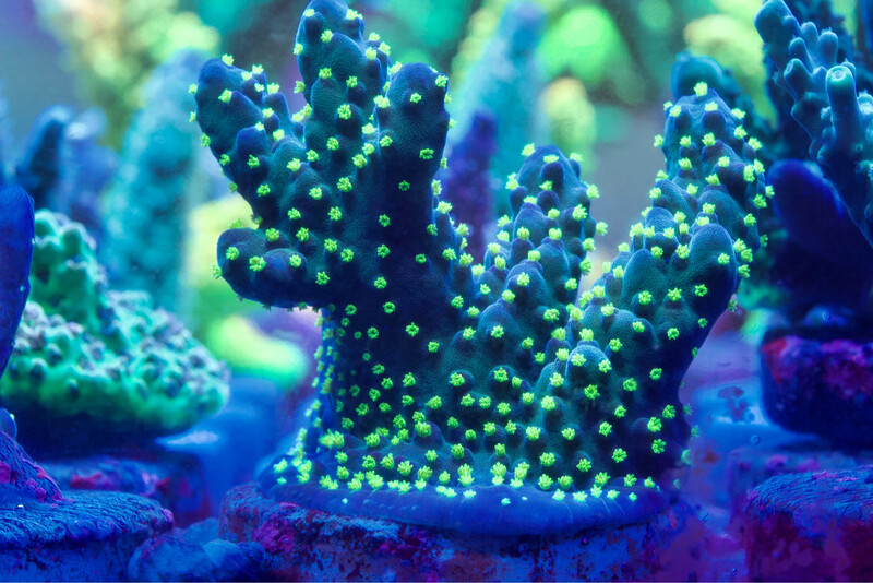 Acropora Tricolor