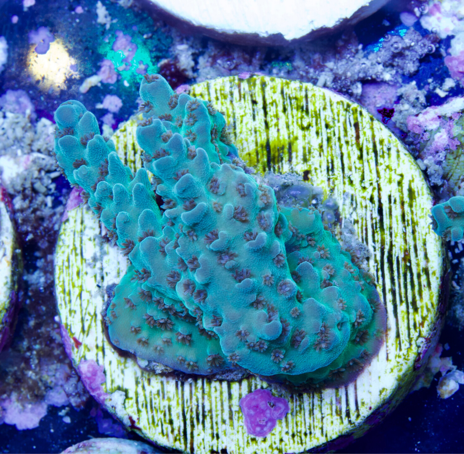 MR Turquoise Table