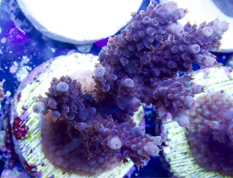 MR Yellow Tips Purple Polyps Table