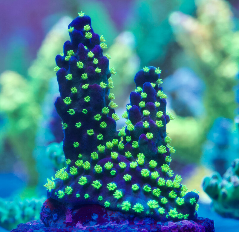 Acropora Tricolor