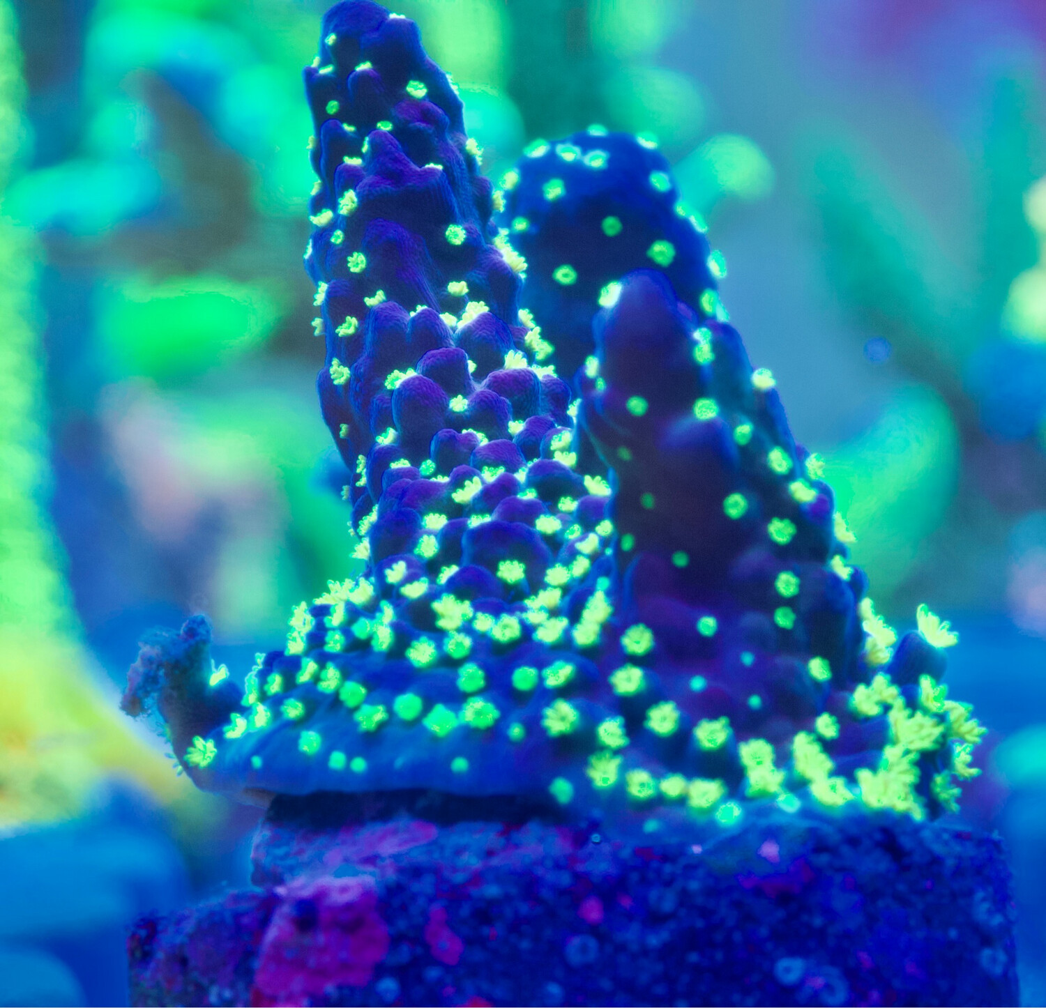 Acropora Tricolor