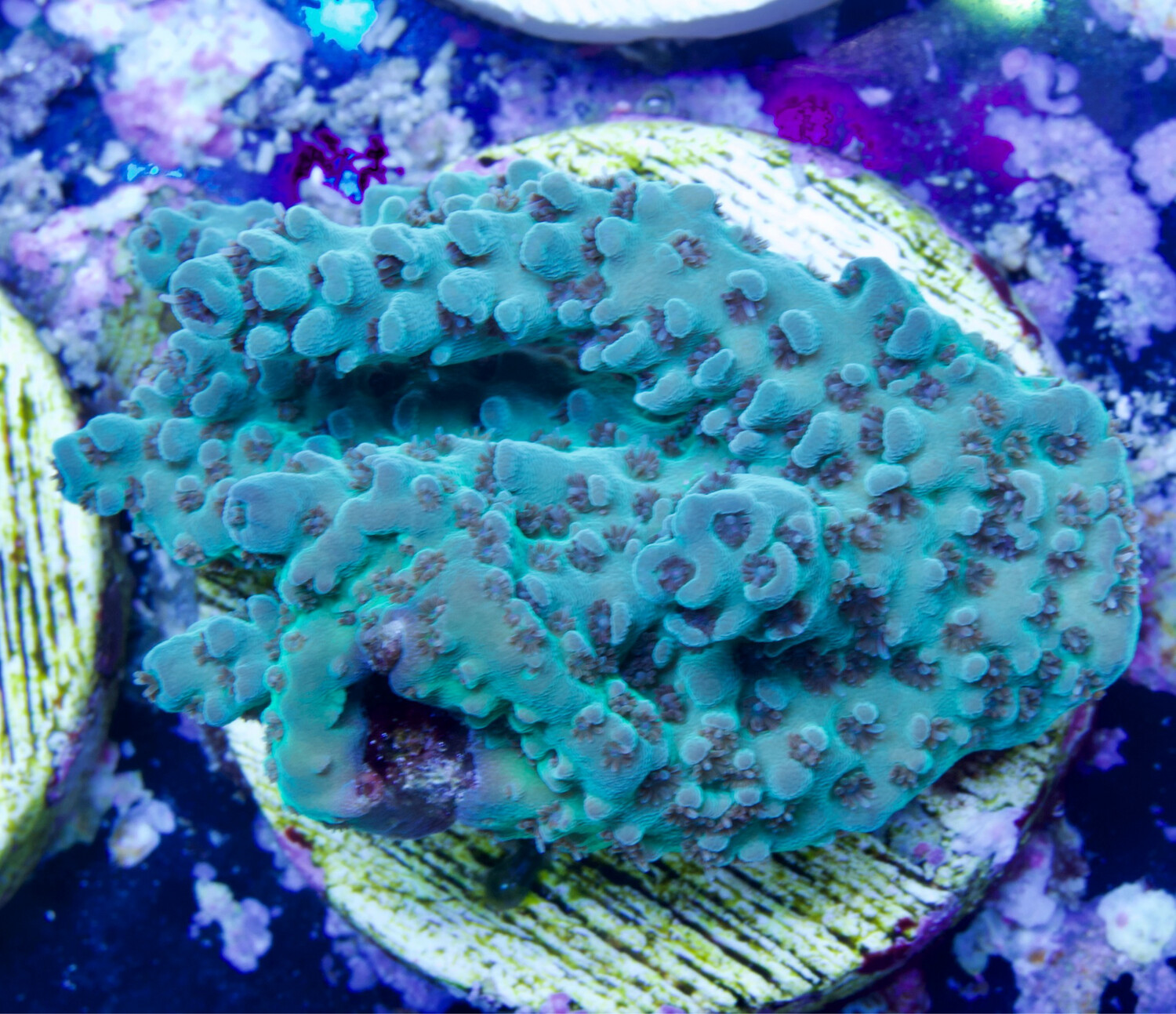 MR Turquoise Table