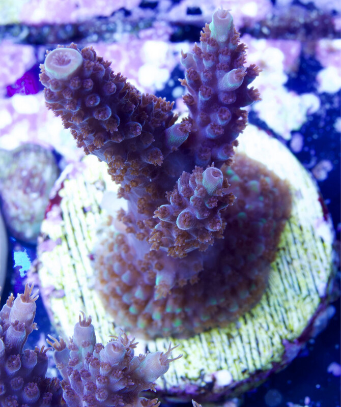MR Yellow Tips Purple Polyps Table