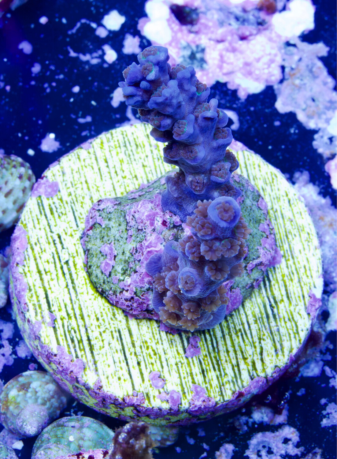 MR Acropora  Angry Bird