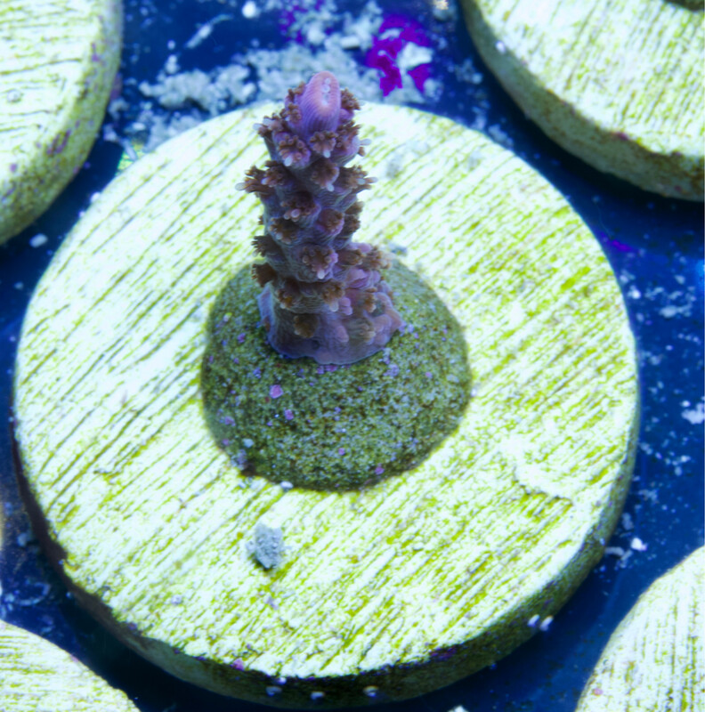 MR Purple Star MR Purple Star