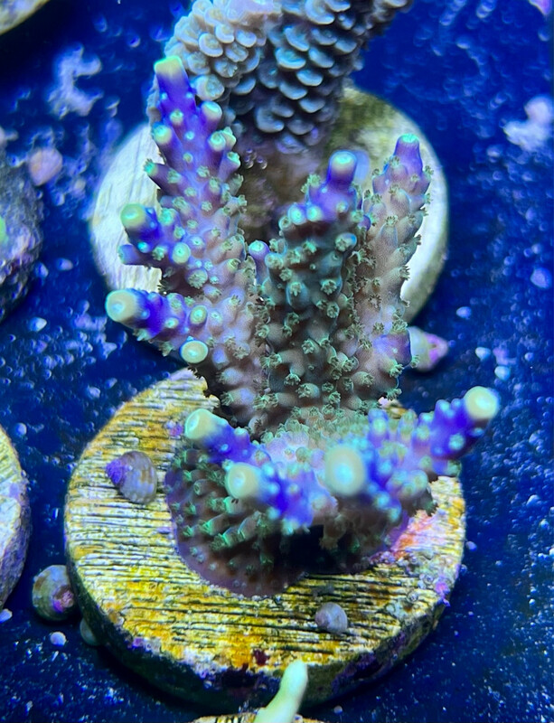 Acropora Cerealis