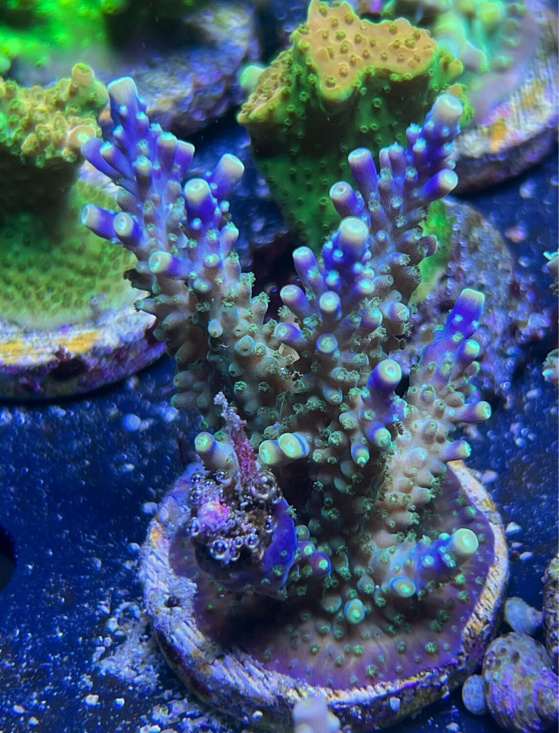 Acropora Cerealis