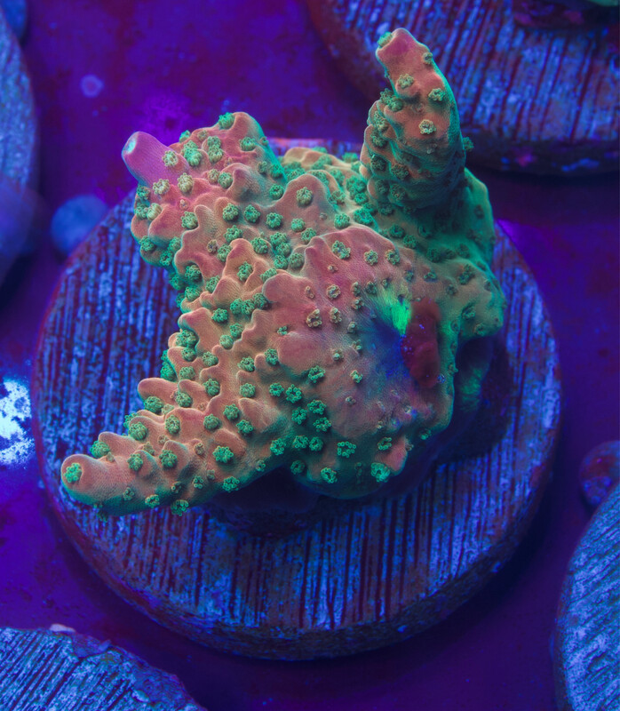 Acropora Rainbow Loom