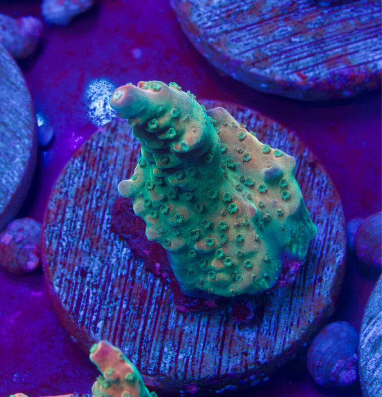 Acropora Rainbow Loom