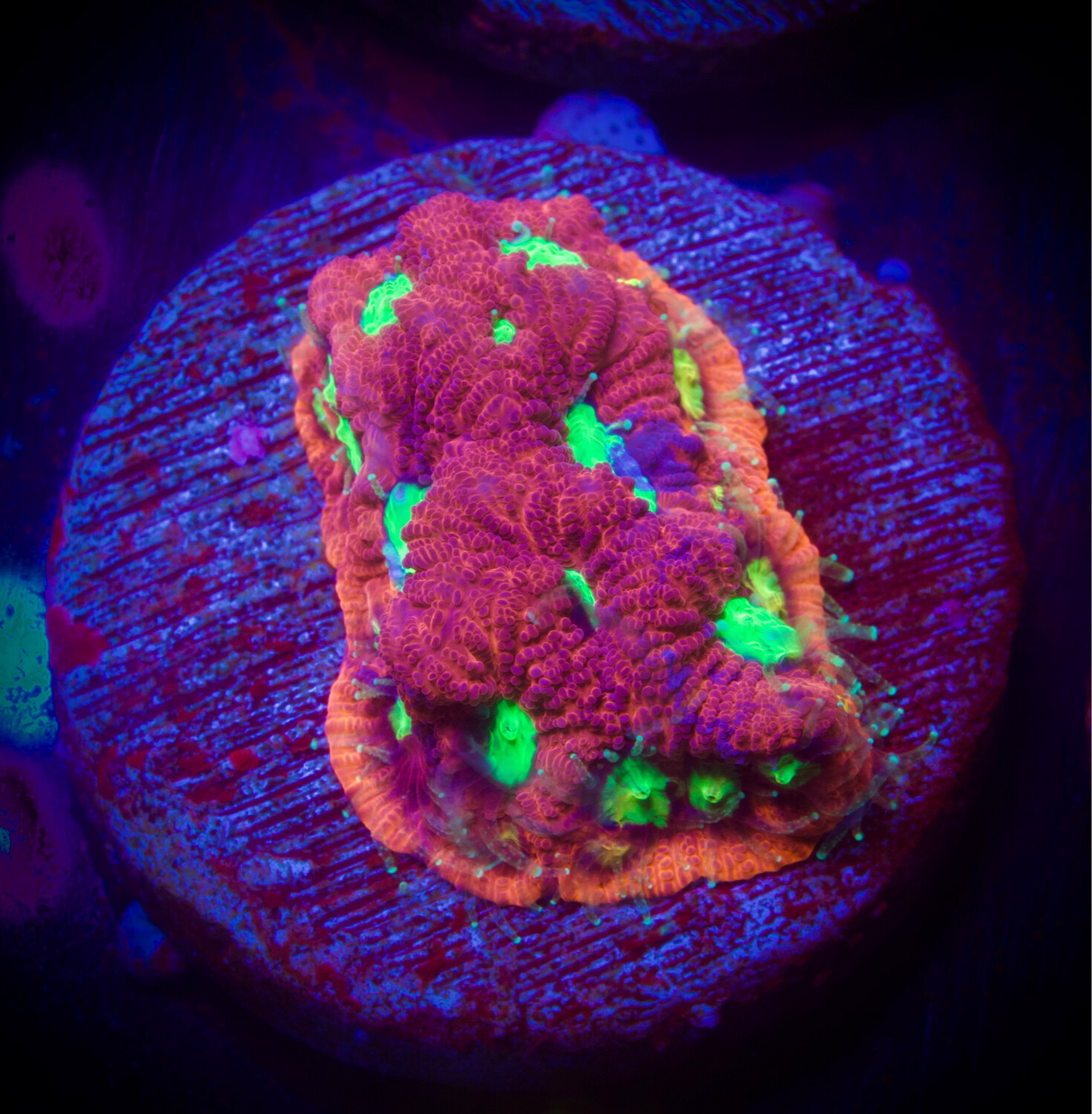 Favia Pink War Coral