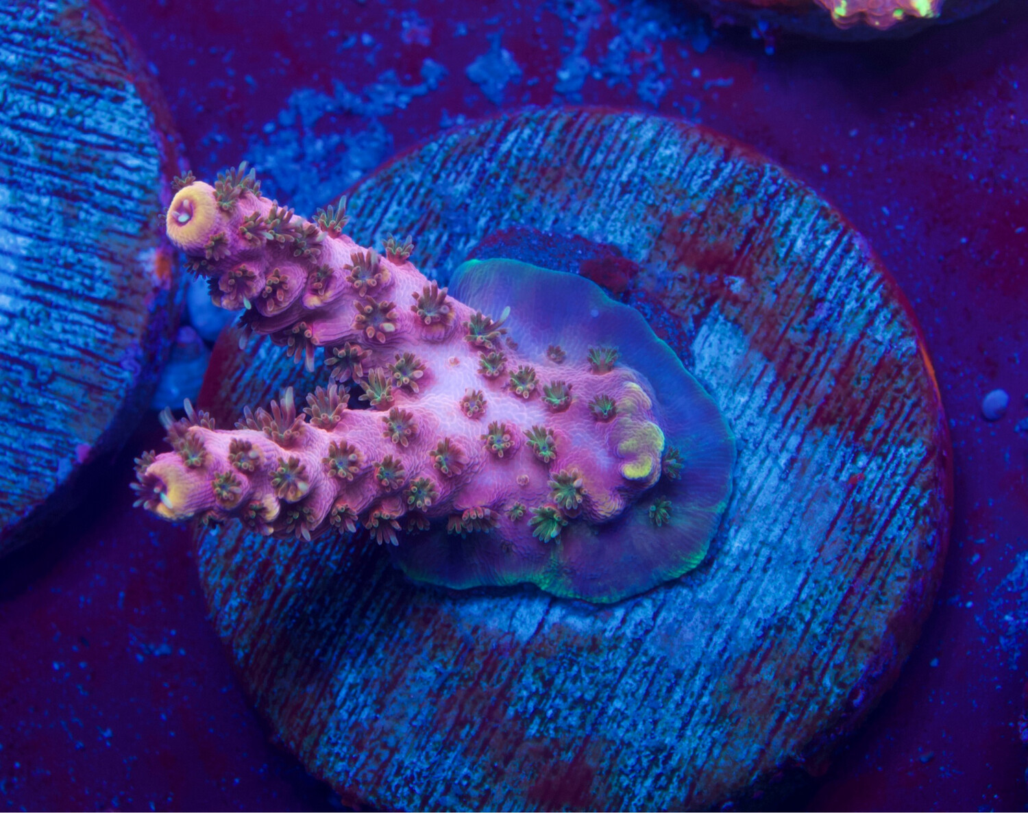 MR Purple Star