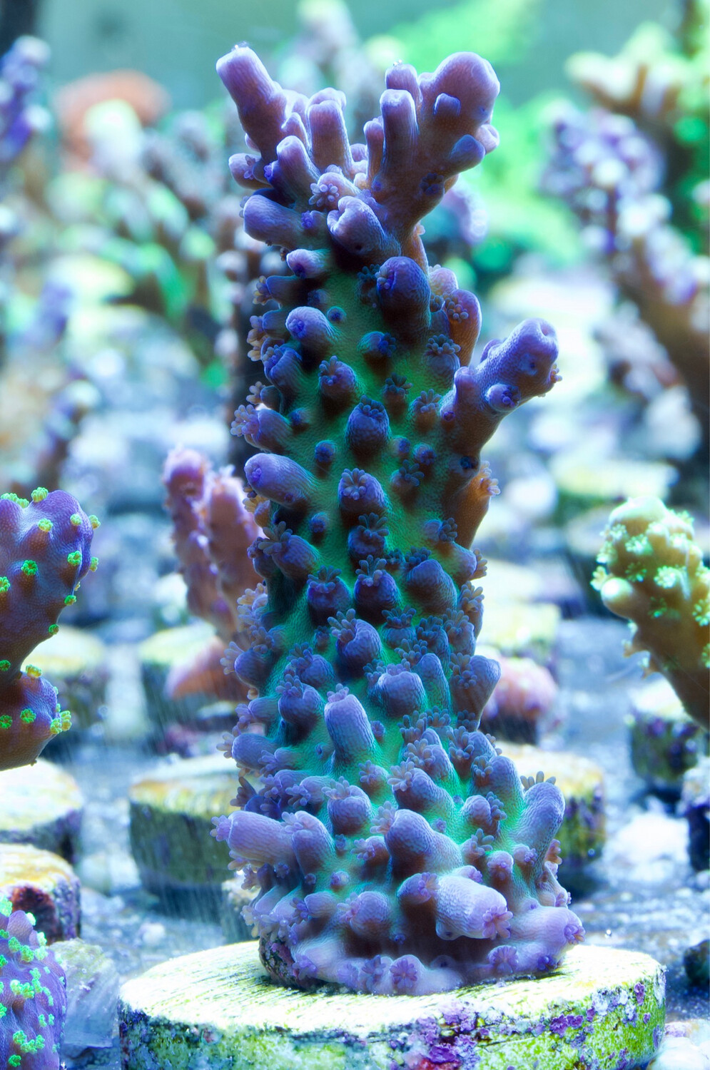 Acropora Electric Myijagi