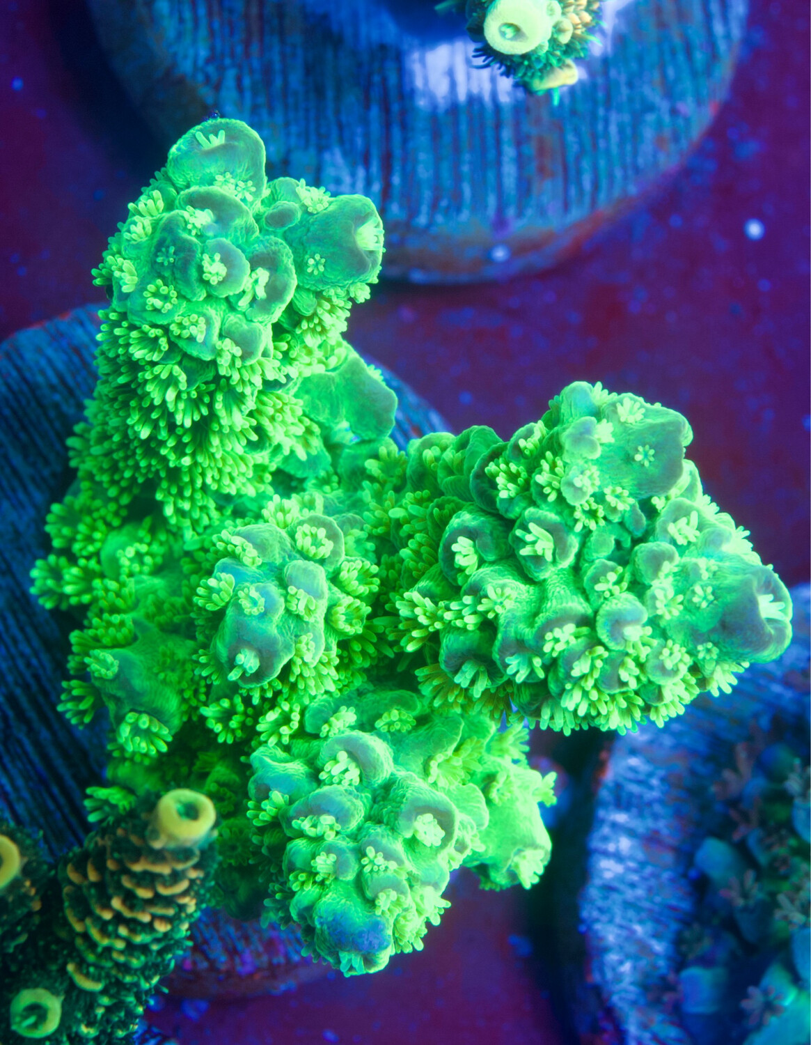 MR Acropora Florida