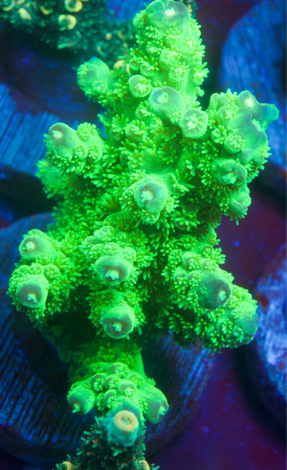 MR Acropora Florida