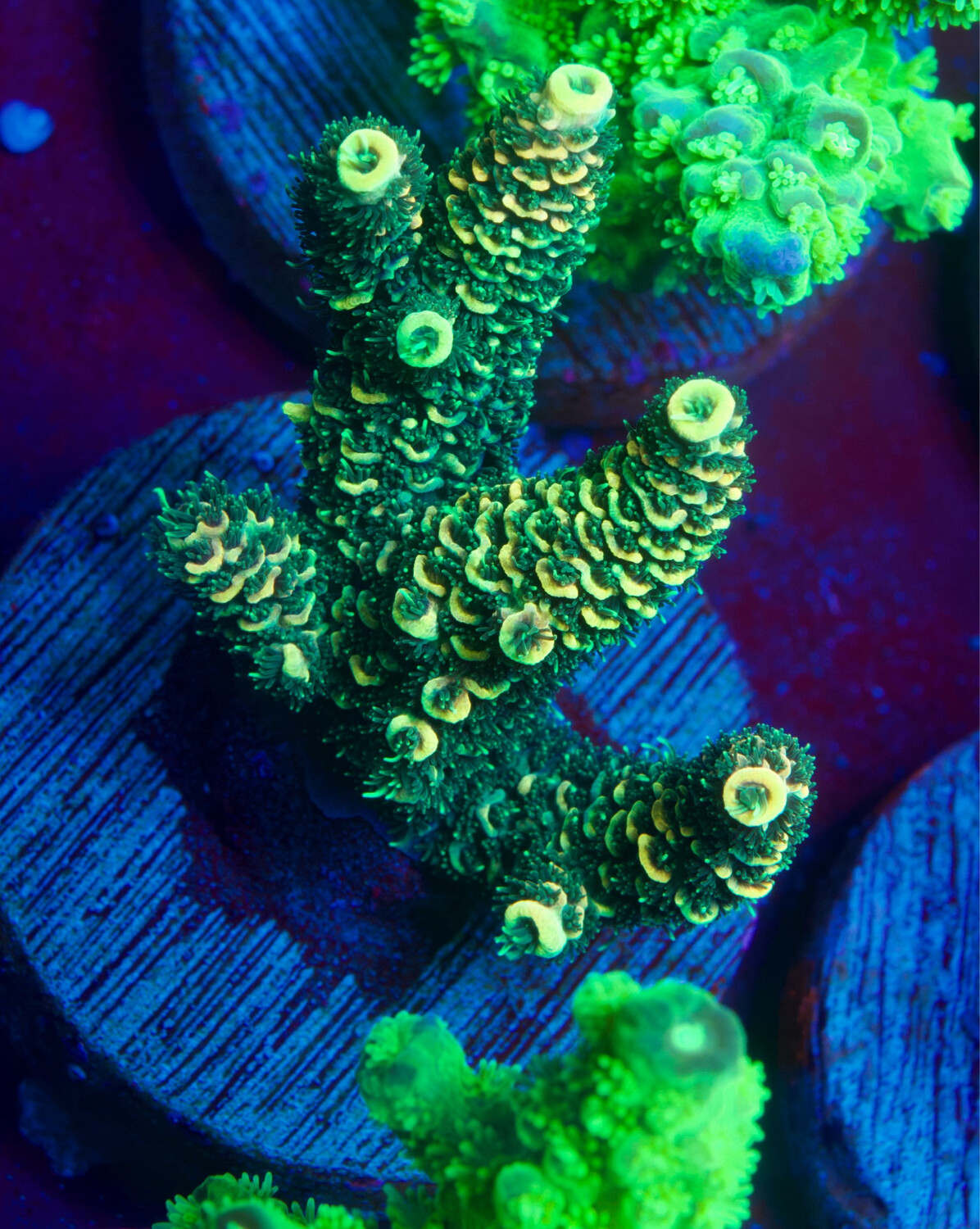 Acropora Millepora Solar Flare