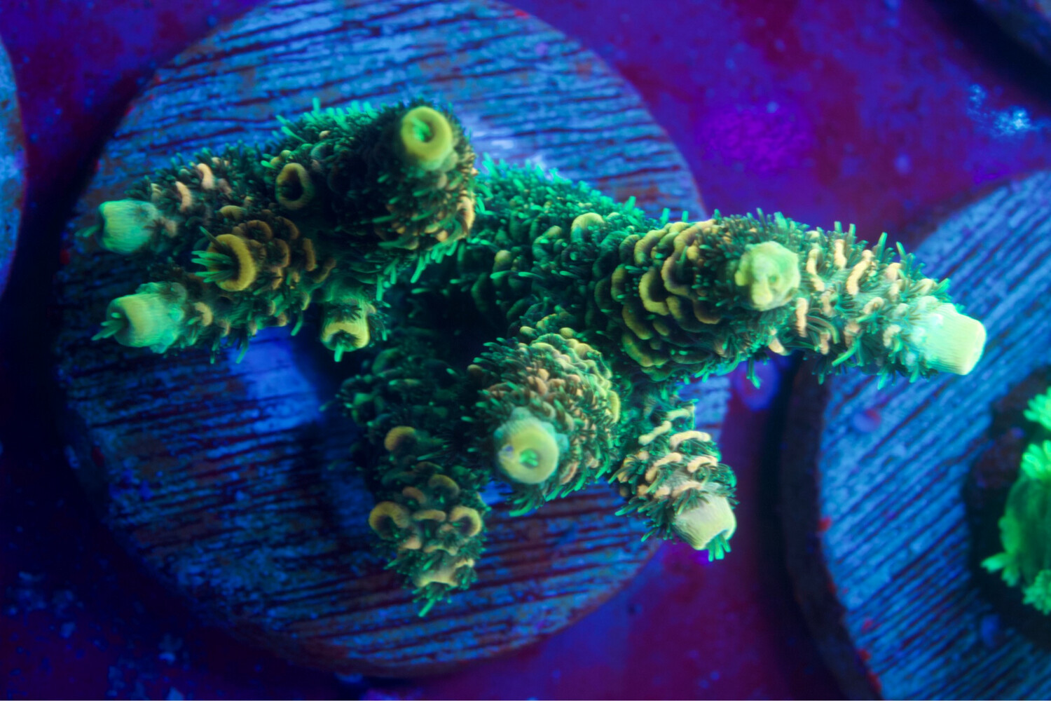 Acropora Millepora Solar Flare