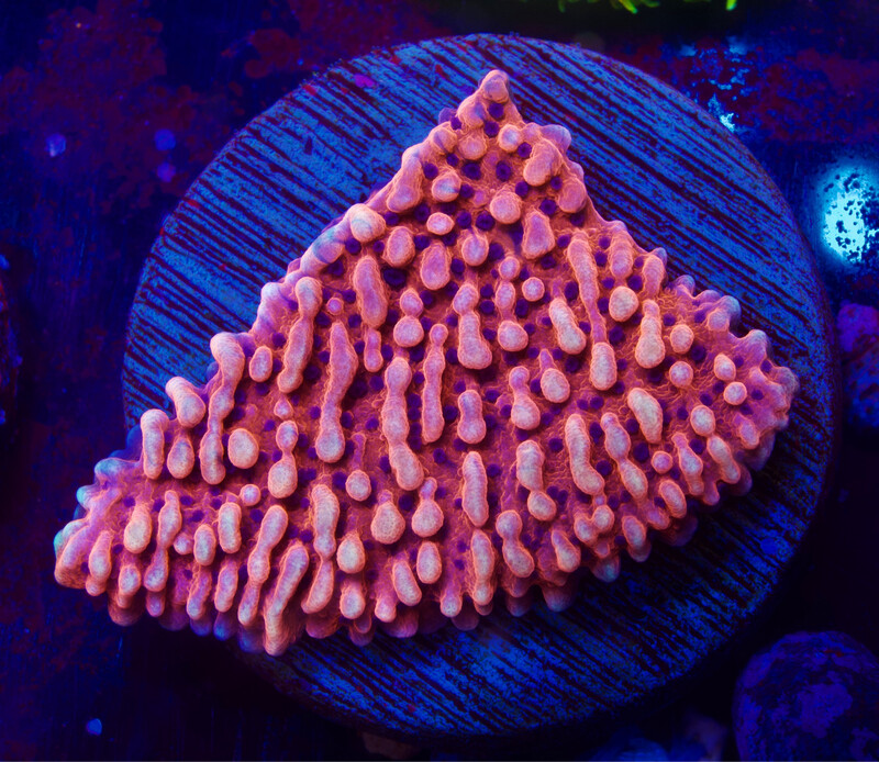 Montipora Mean Streak