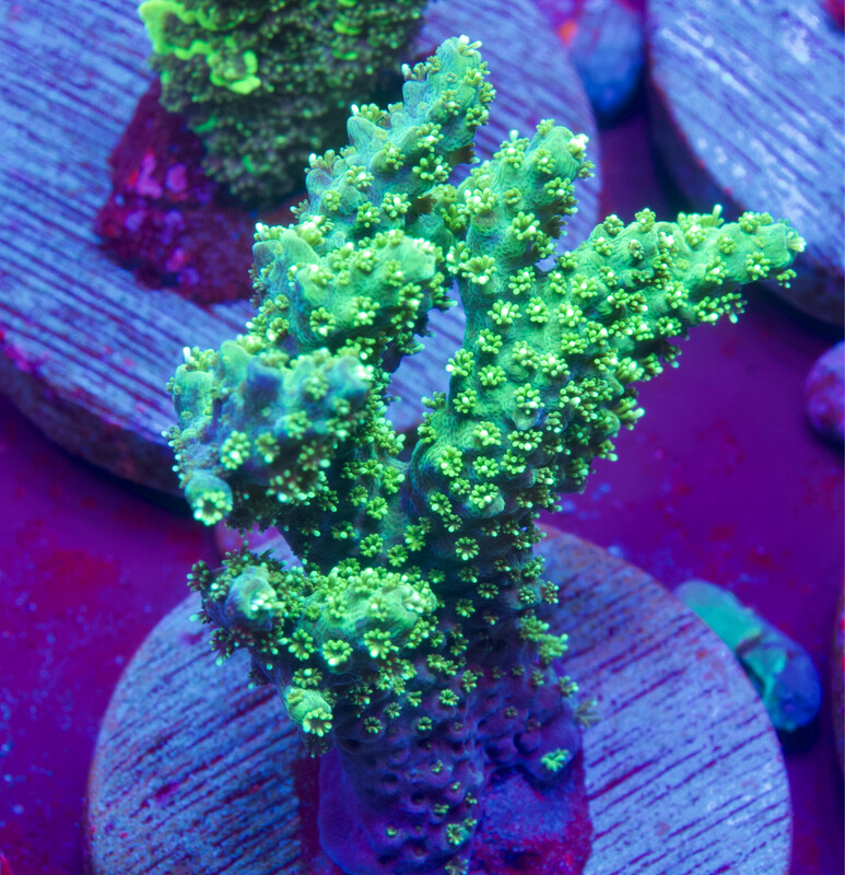 Acropora Green Table