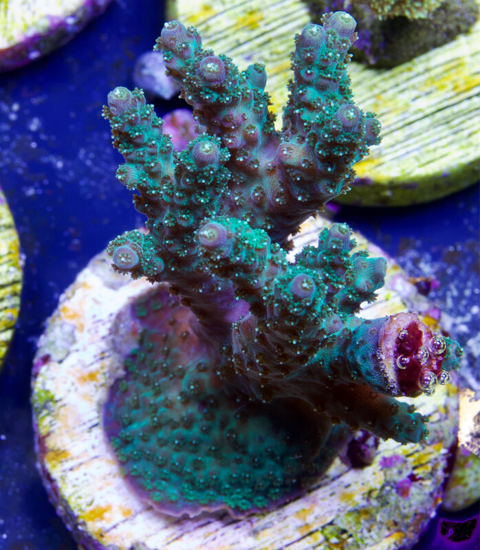 Acropora Green Table