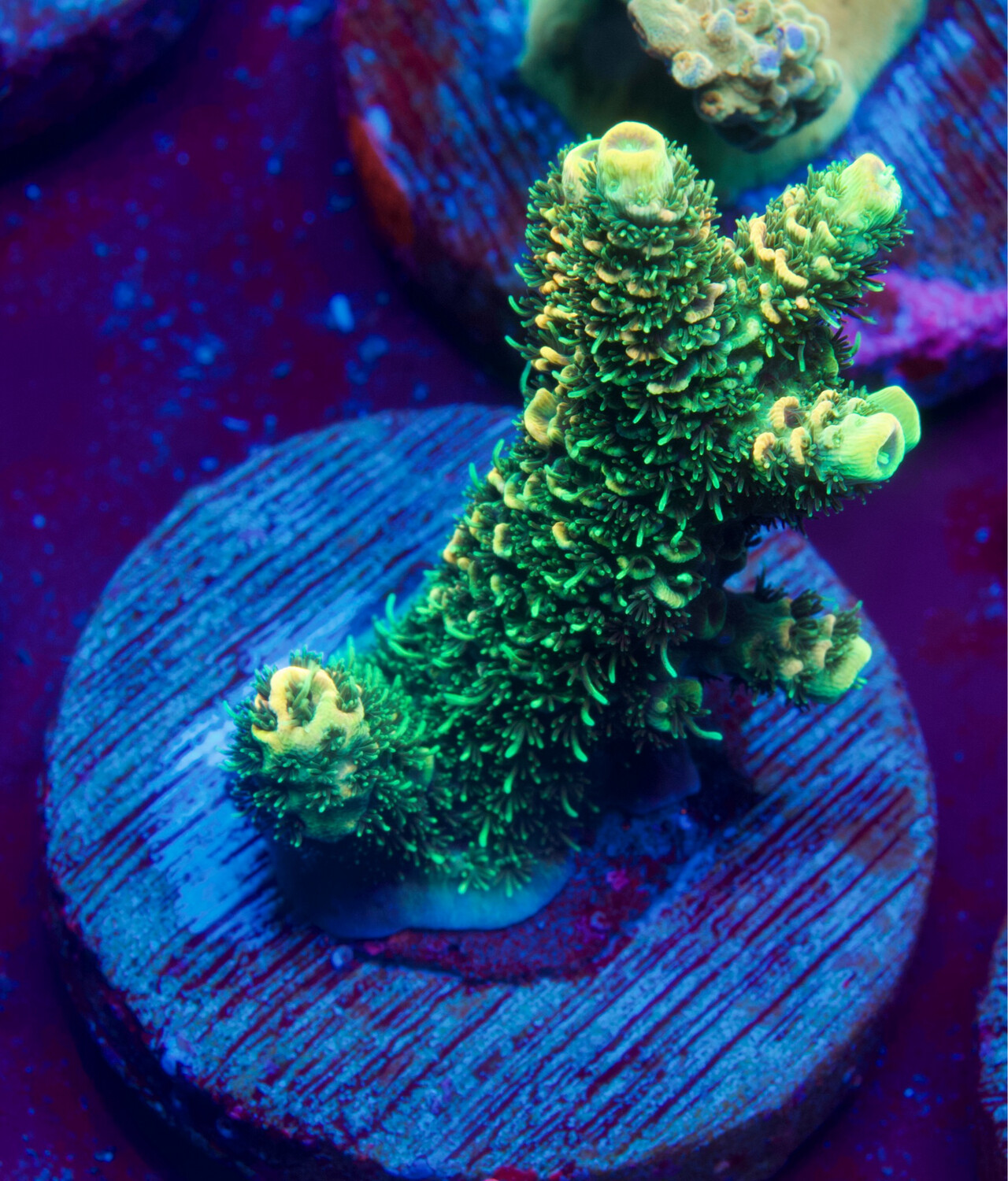 Acropora Millepora Solar Flare