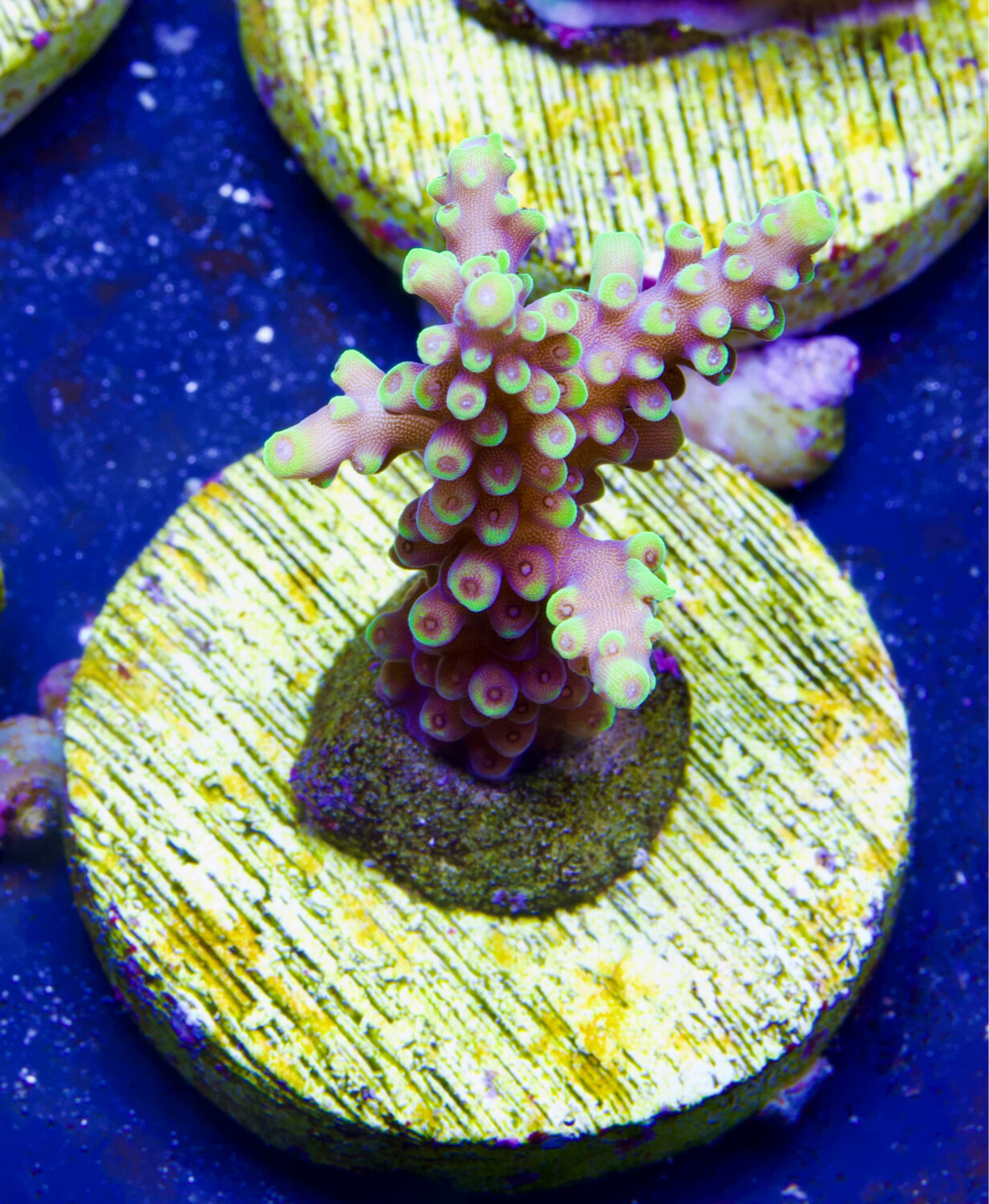 Acropora Candy Land