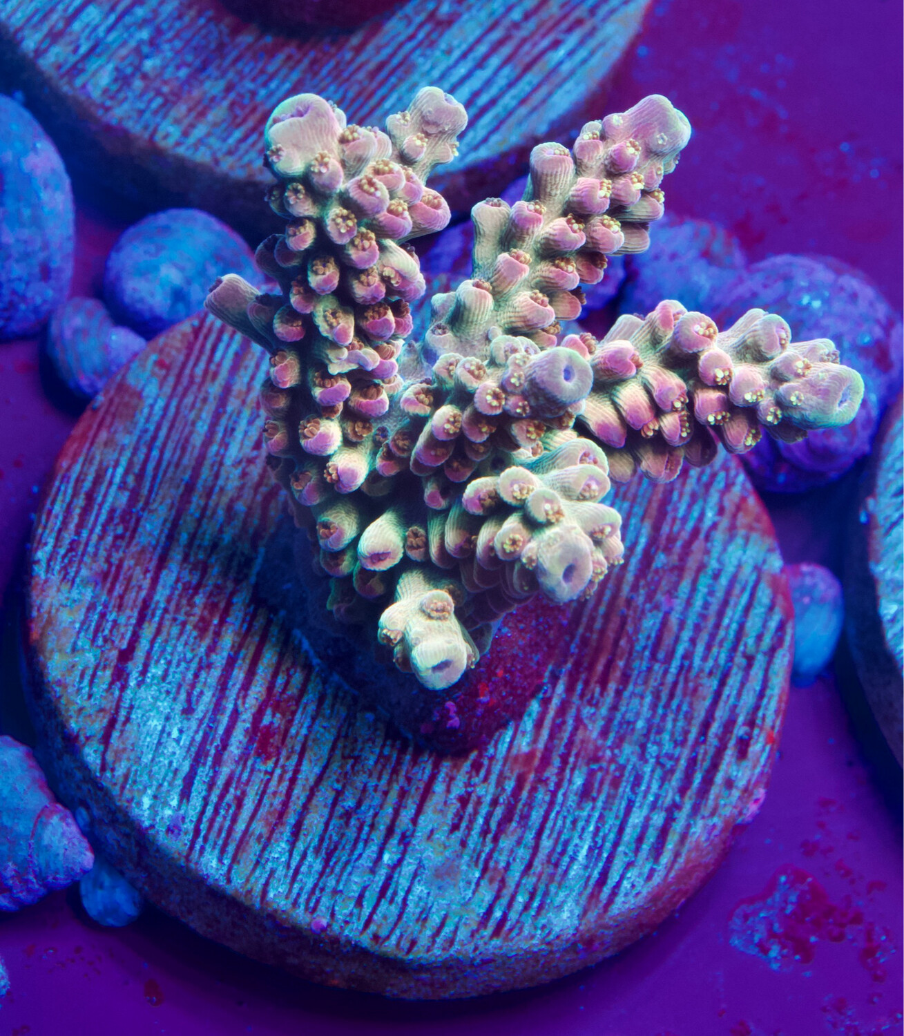 TK Acropora Chevy Dew