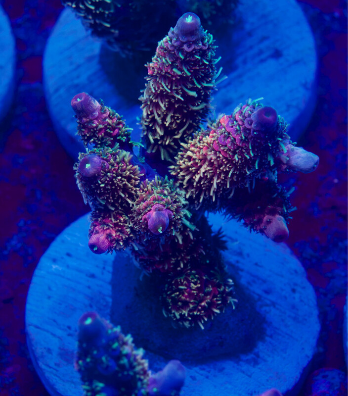 MR Acropora