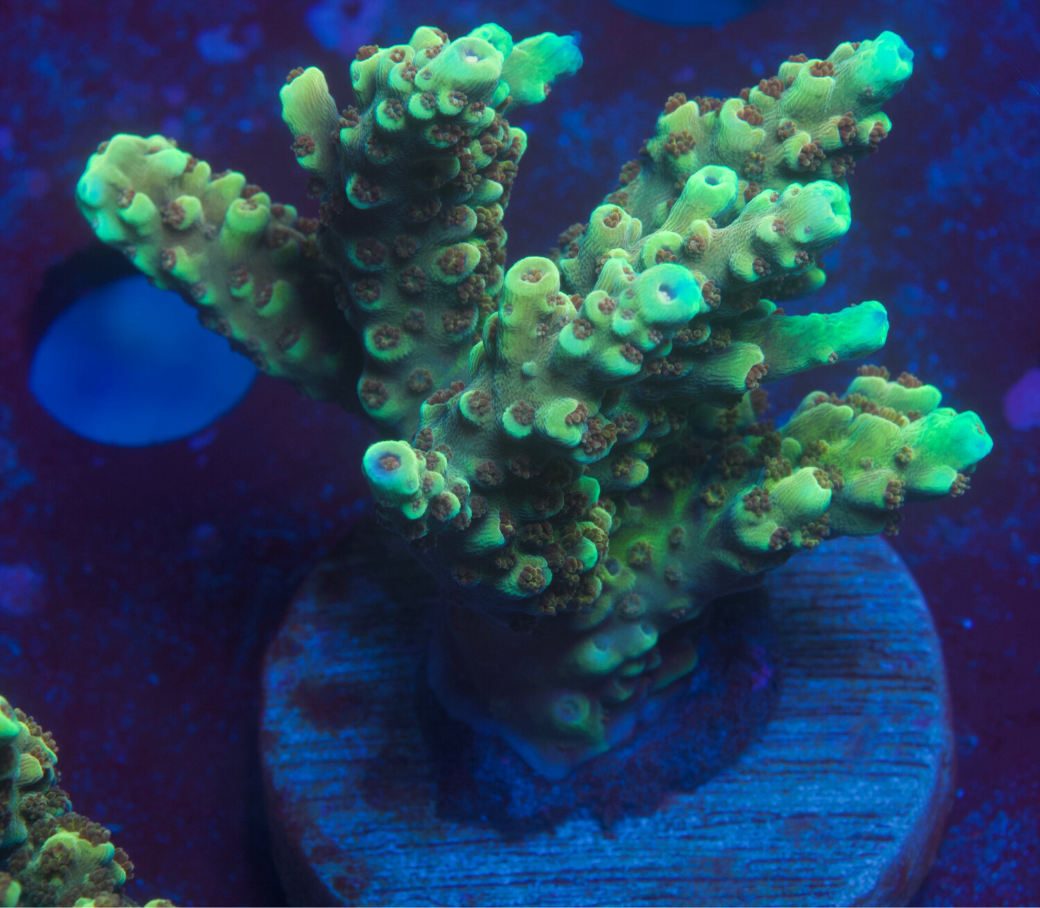 Acropora Golden