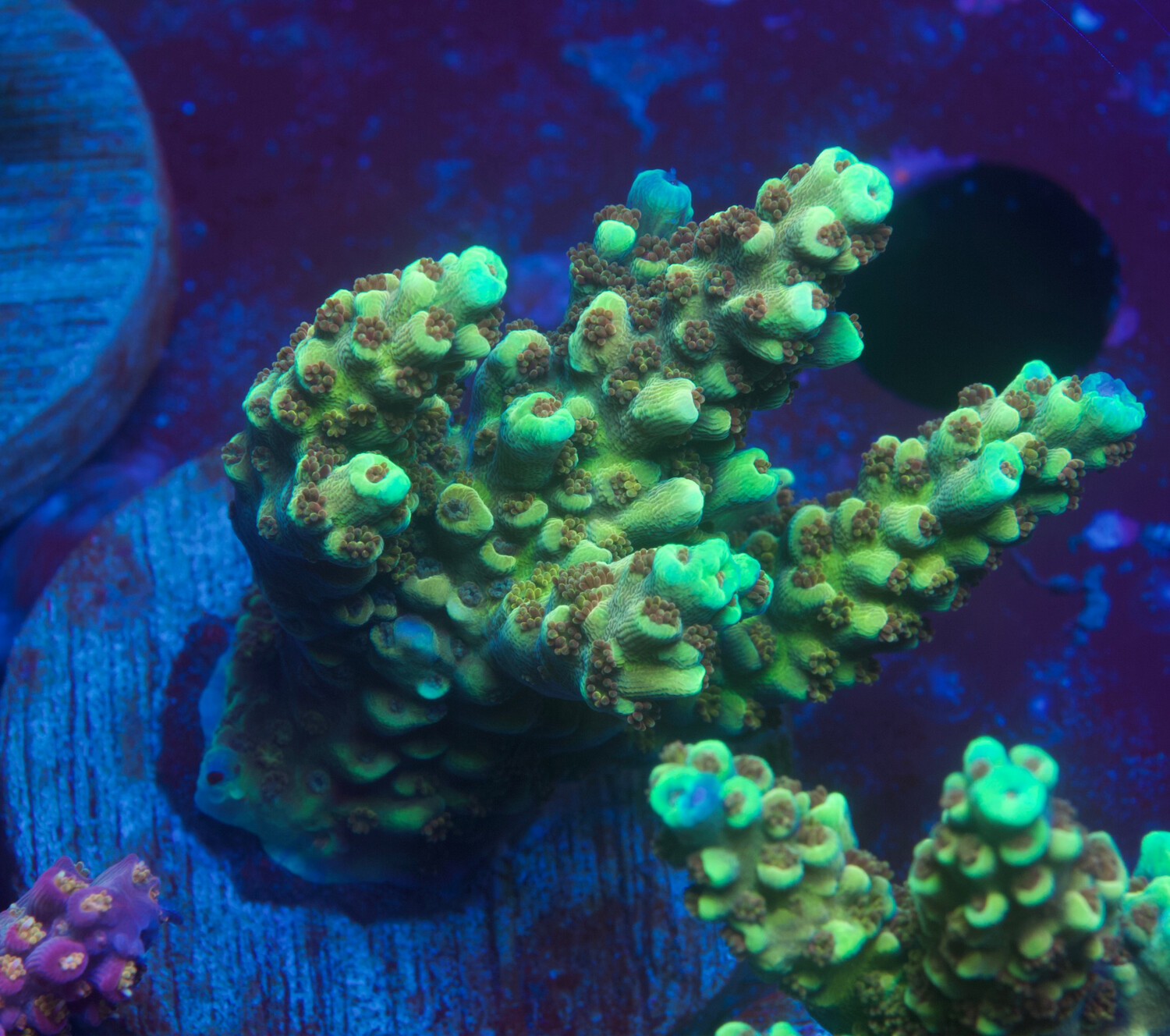 Acropora Golden