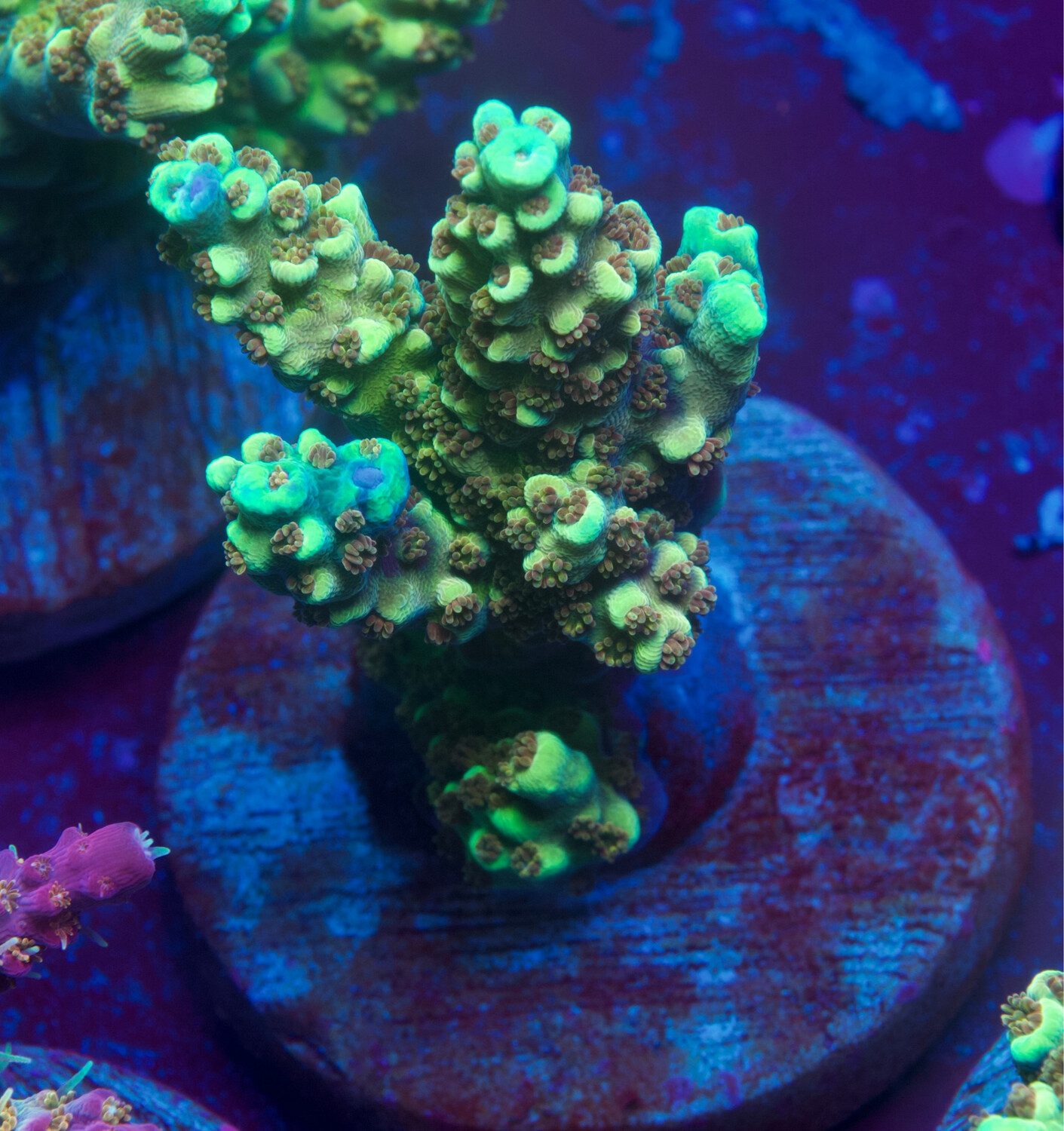 Acropora Golden