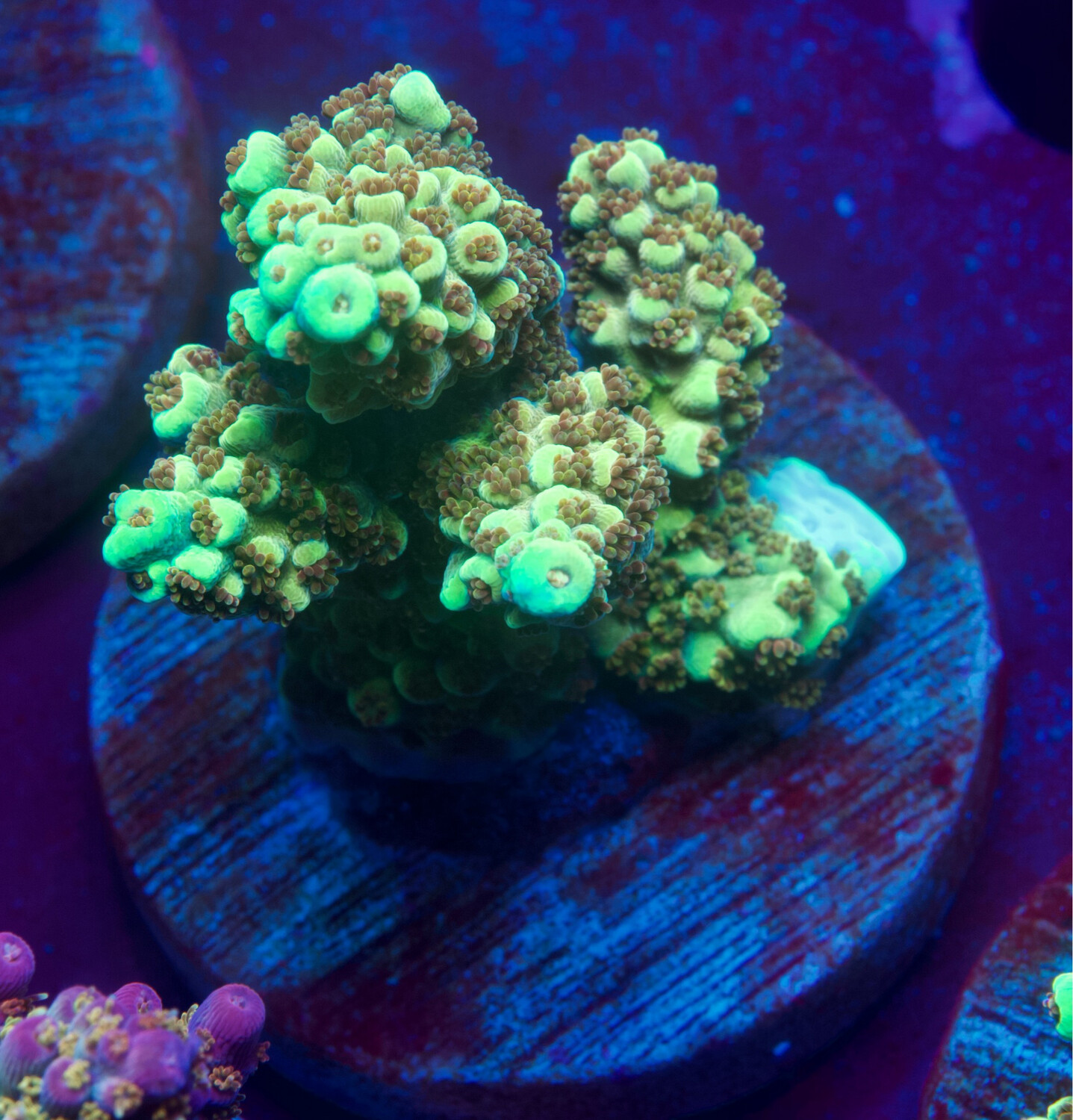 Acropora Golden