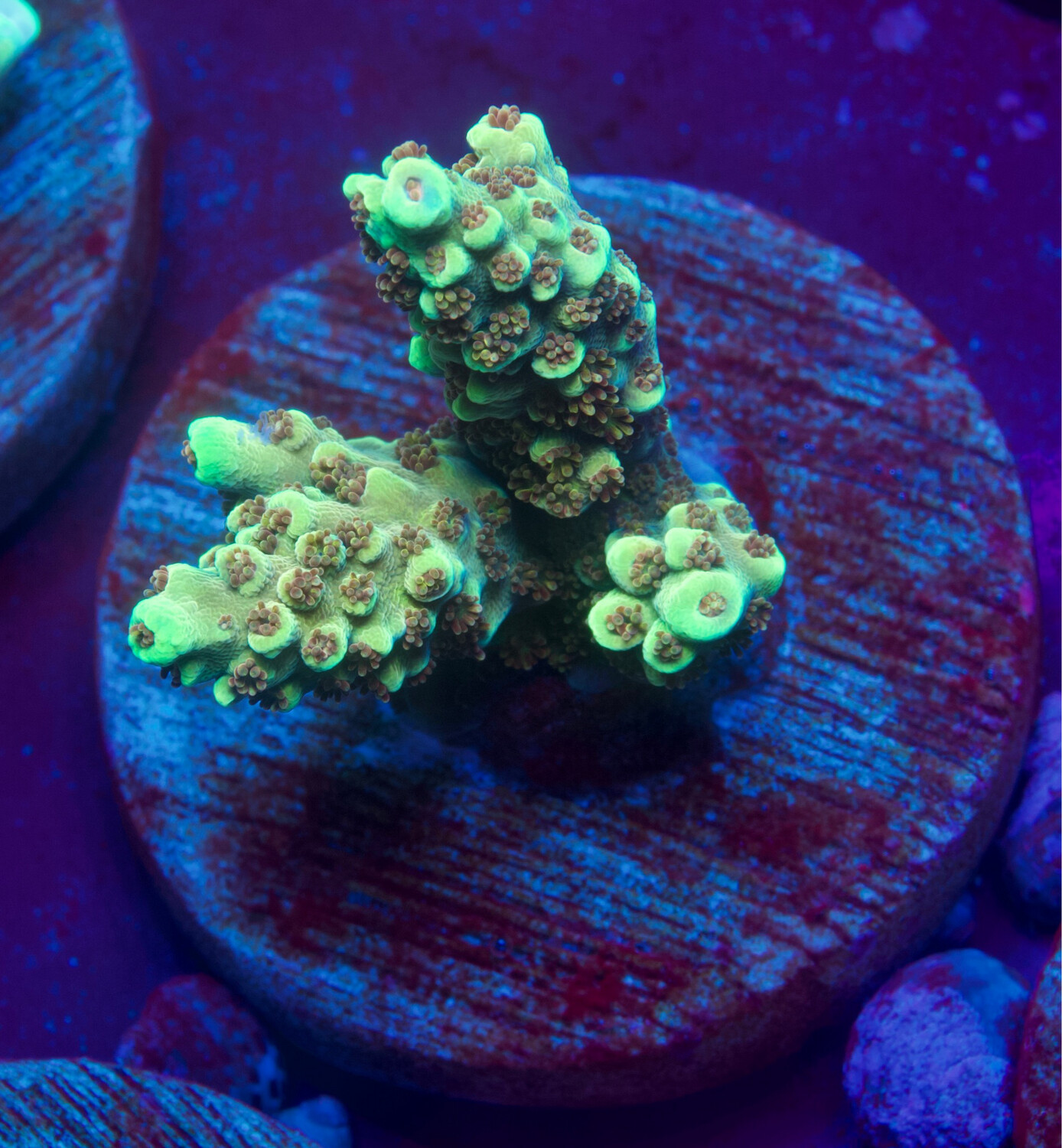 Acropora Golden