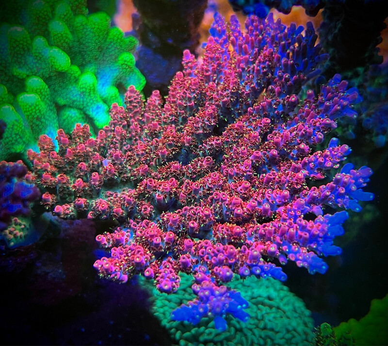 Frag