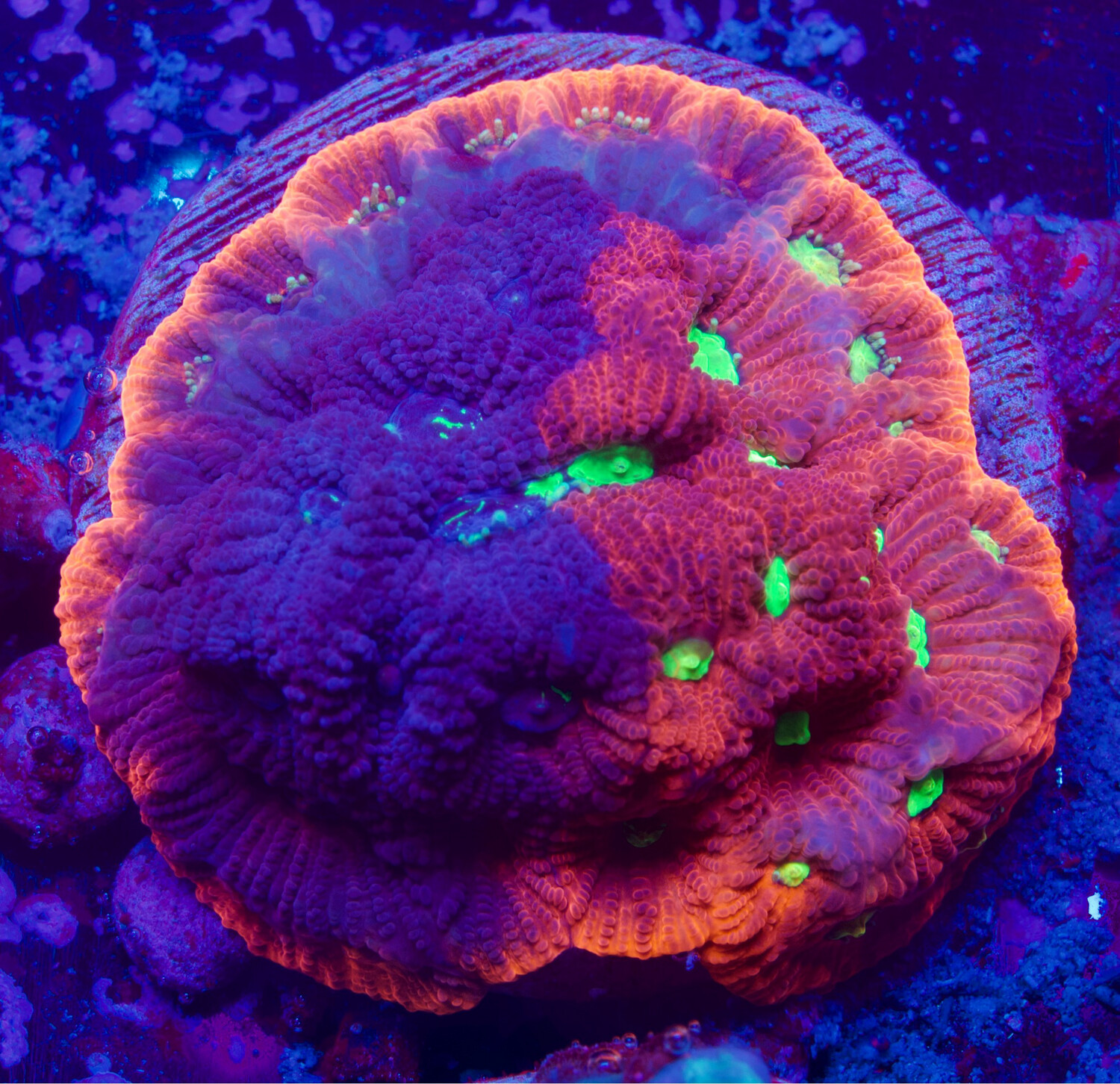 Favia Pink War Coral