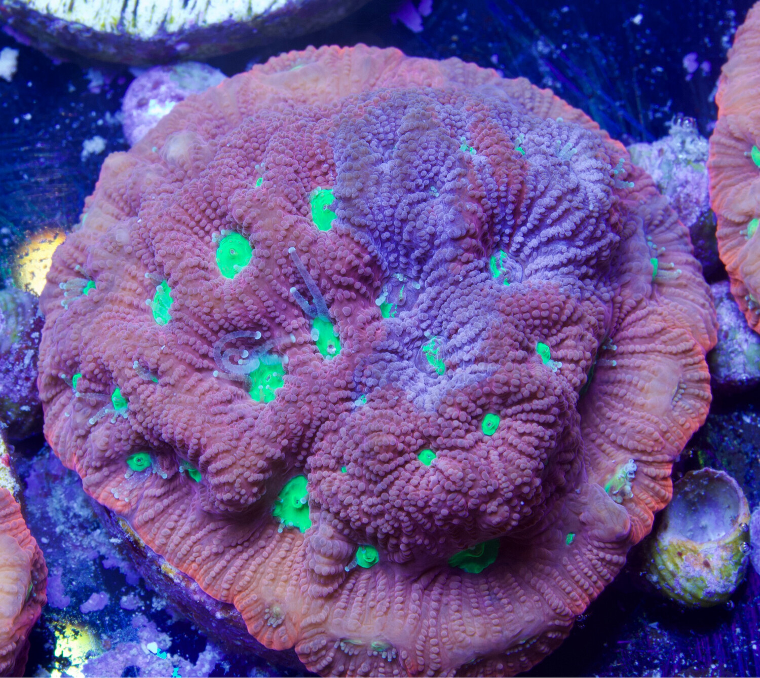 Favia Pink War Coral