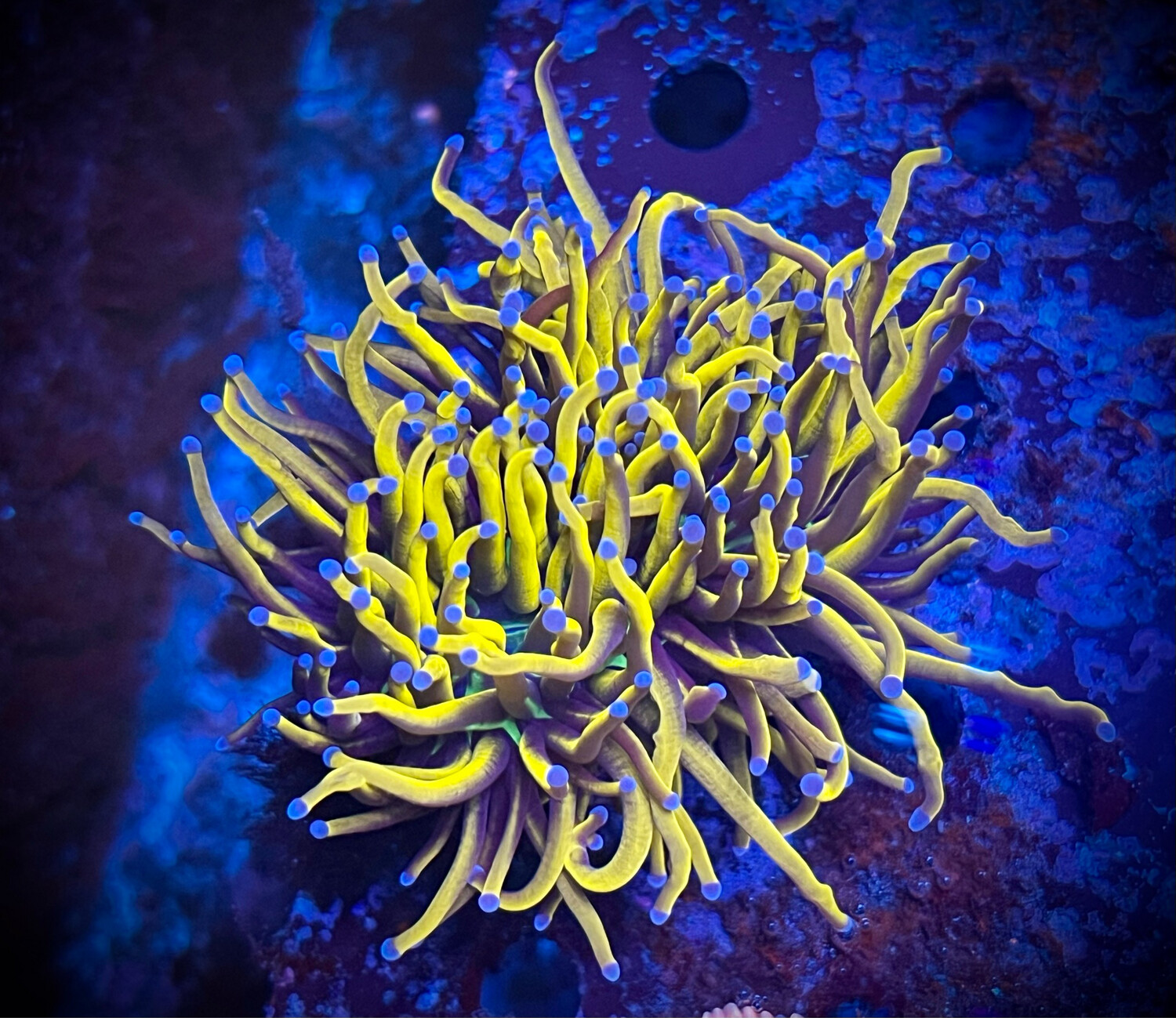 Euphyllia Hellfire Big Head