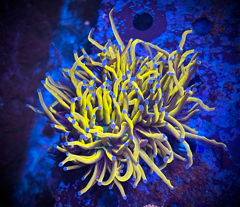 Euphyllia Hellfire Big Head