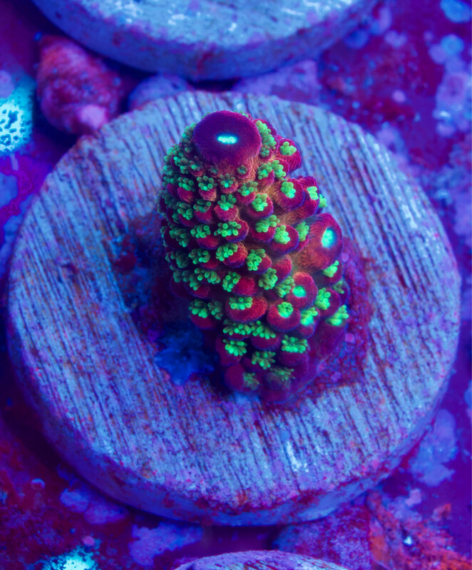 MR Humilis Rainbow