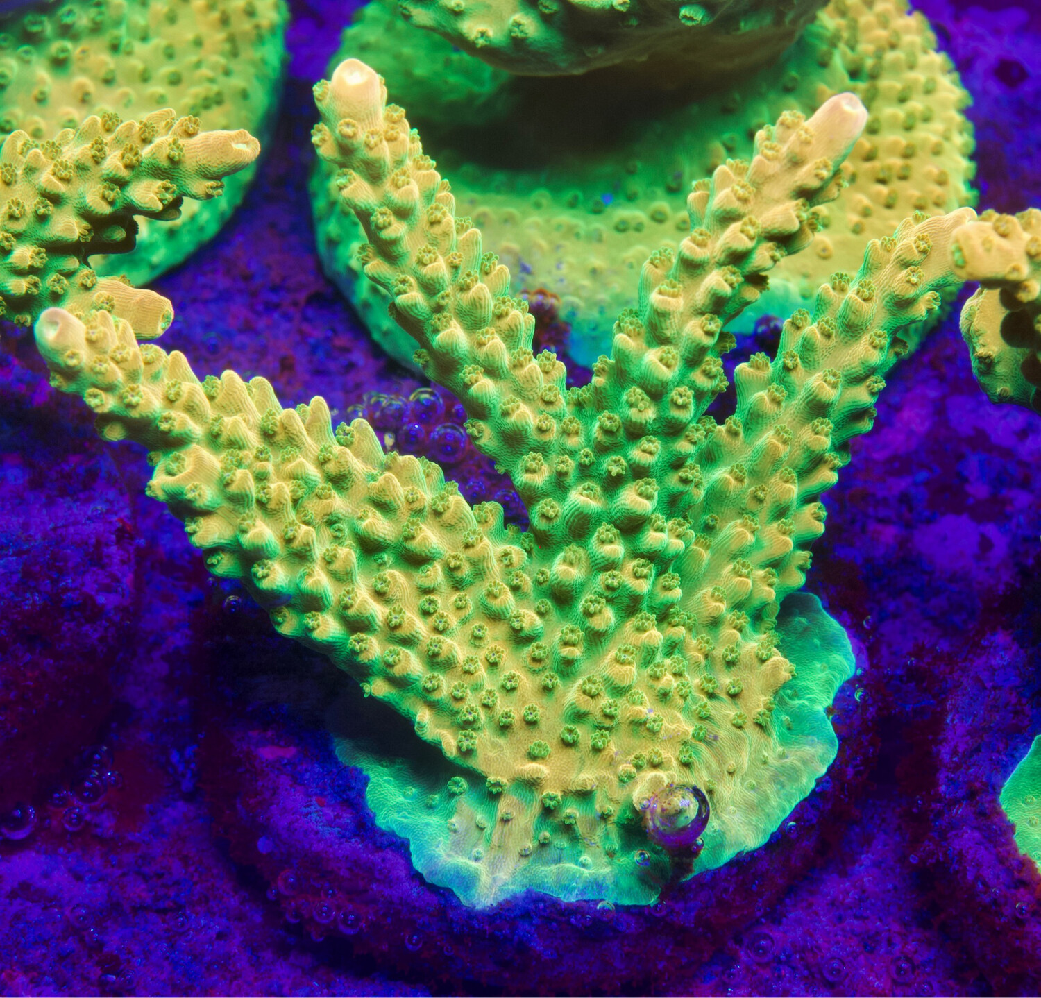 Acropora Mango Garden