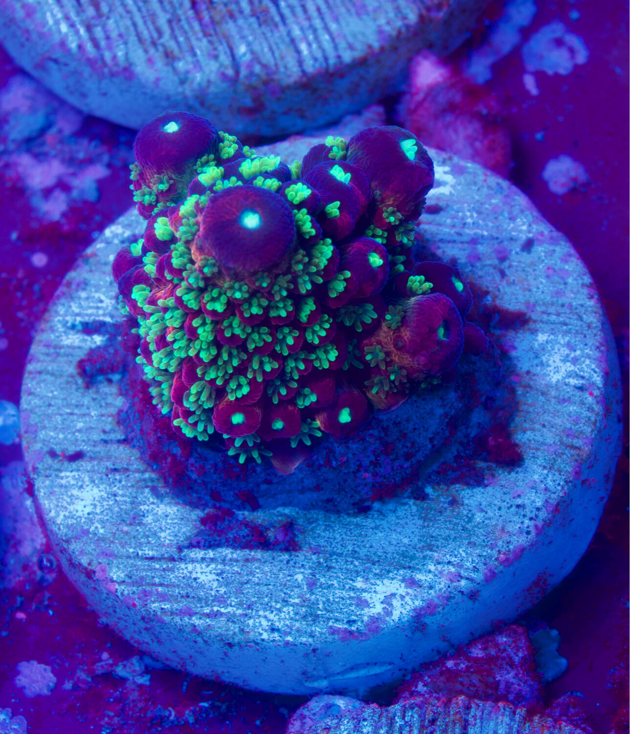 MR Humilis Rainbow