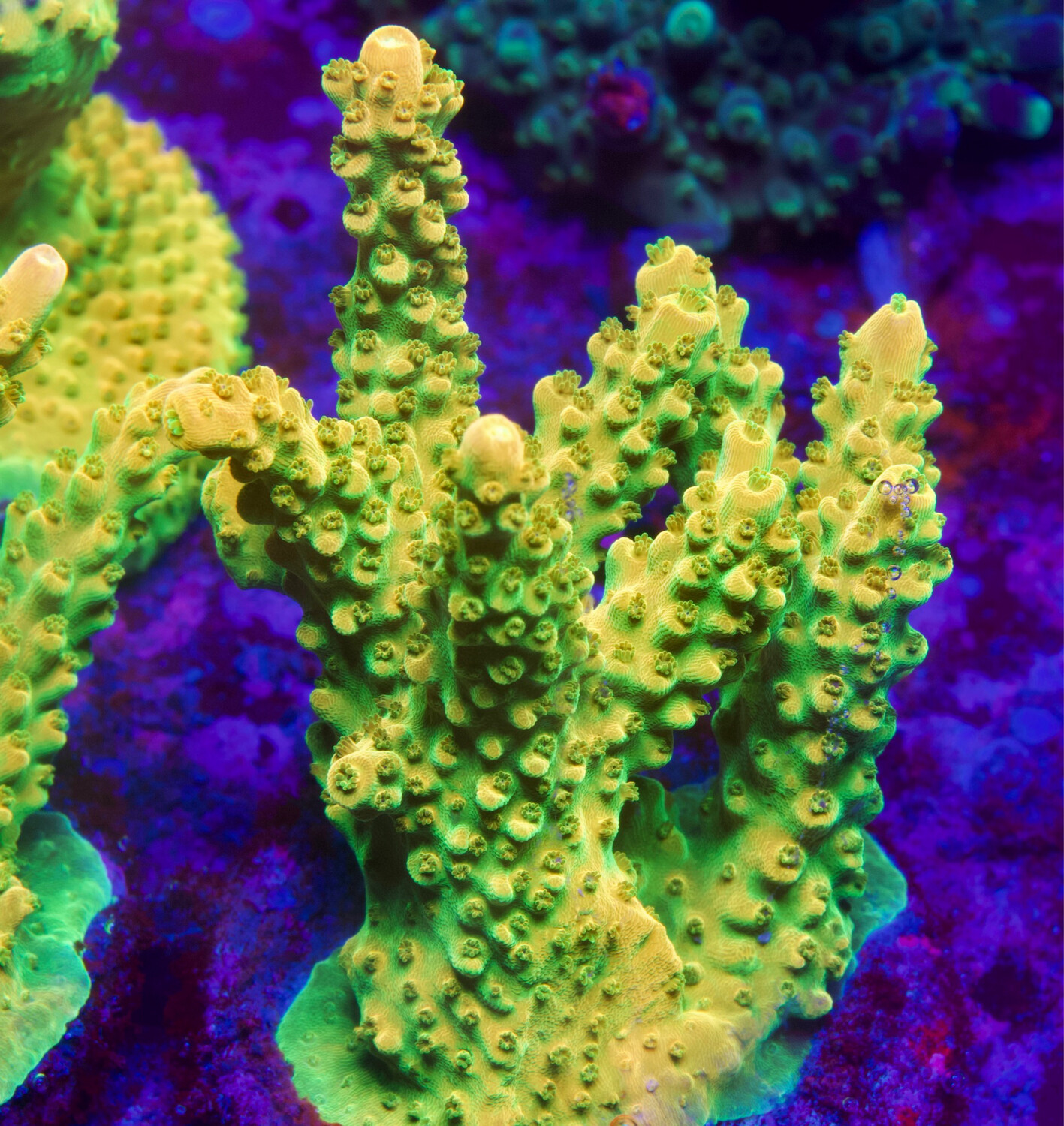 Acropora Mango Garden