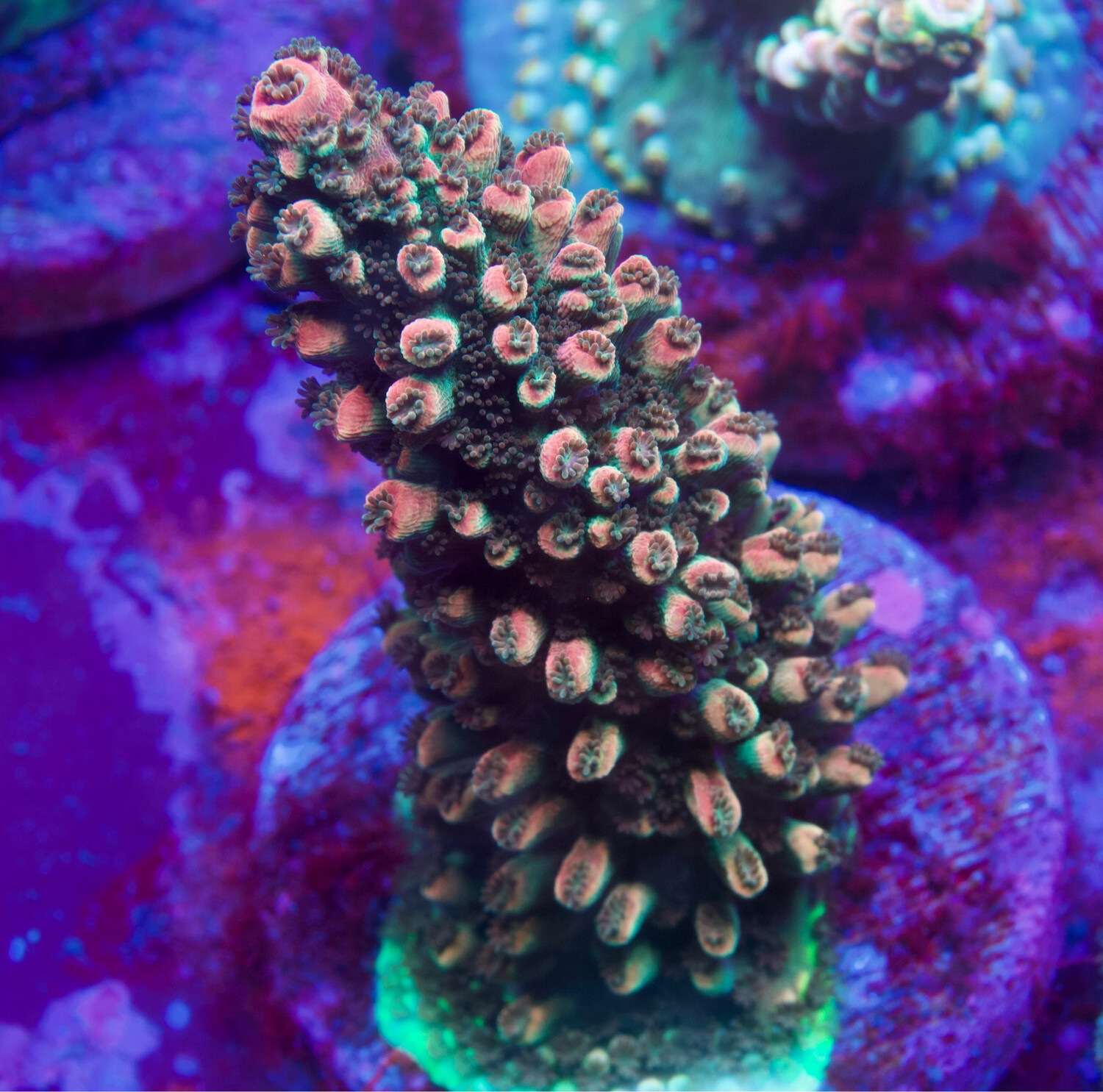Acropora abrolhosensis