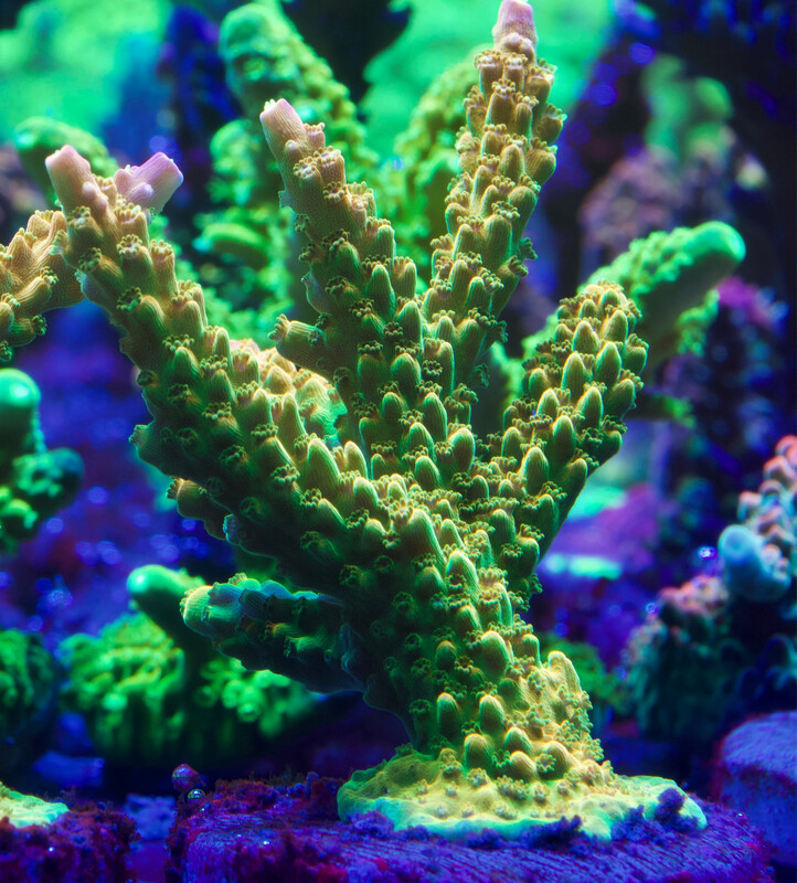 Acropora Mango Garden Acropora Mango Garden