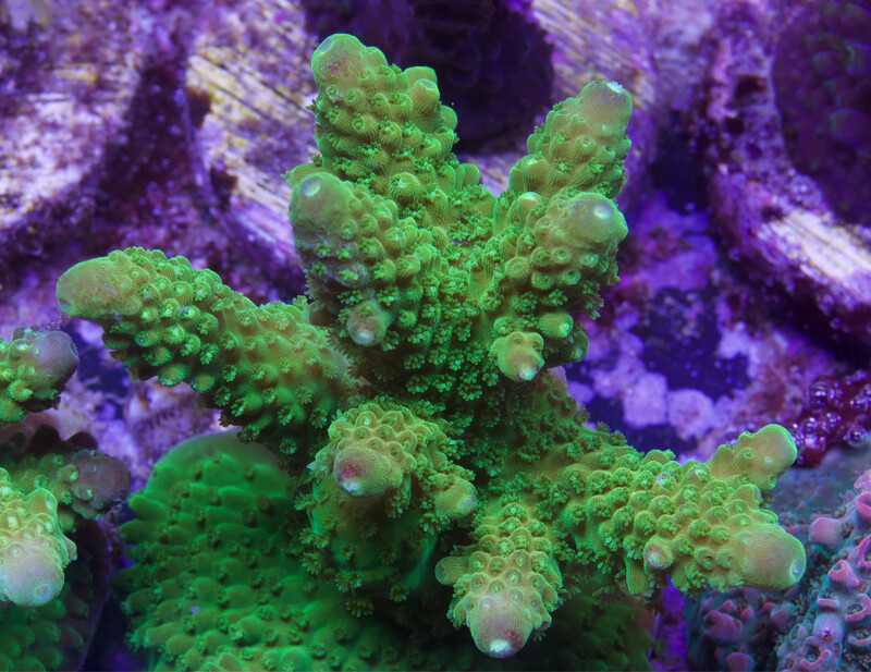 Acropora Humilis Green